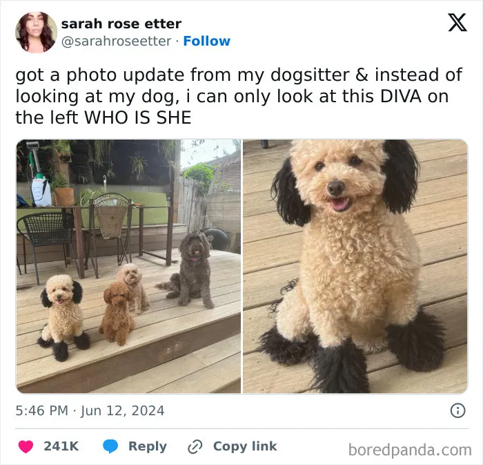 30 Of The Funniest Posts Cat And Dog Owners Shared This Month
