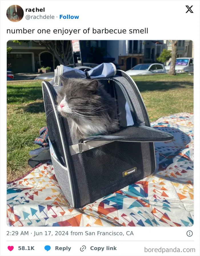 30 Of The Funniest Posts Cat And Dog Owners Shared This Month