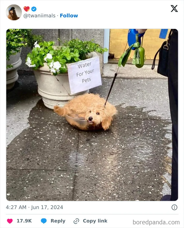 30 Of The Funniest Posts Cat And Dog Owners Shared This Month