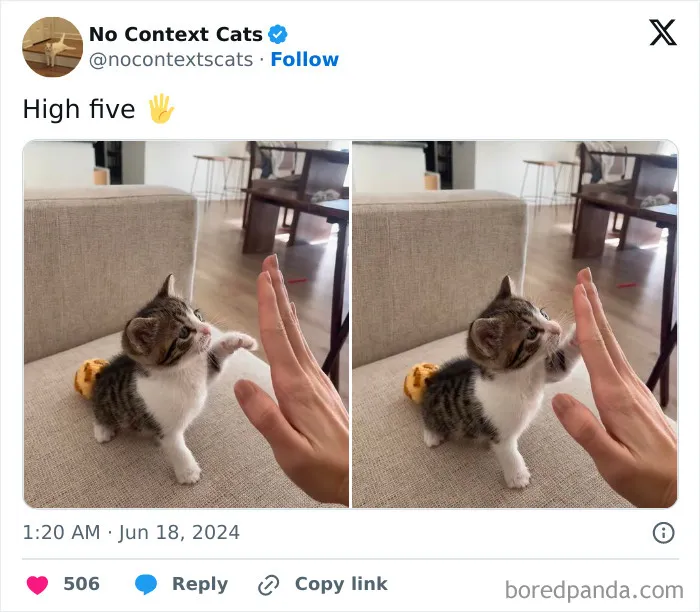 No-Context-Cats-Pictures