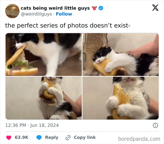 30 Of The Funniest Posts Cat And Dog Owners Shared This Month