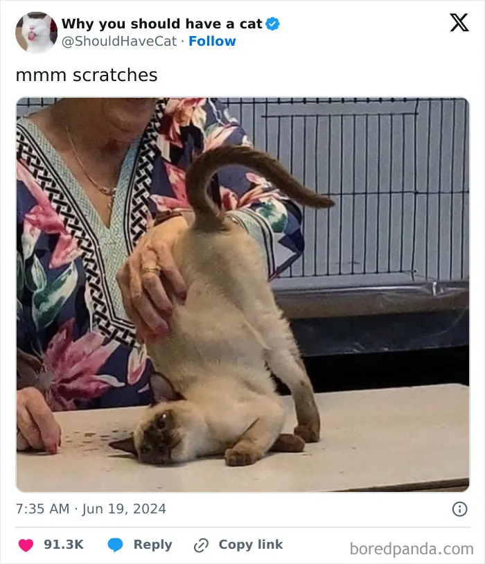 30 Of The Funniest Posts Cat And Dog Owners Shared This Month