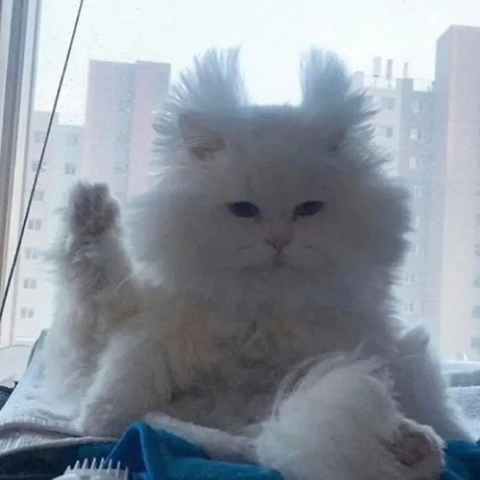 50 Magical Photos That Prove Cats Are Truly A Blessing, As Shared On This Instagram Page
