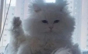 50 Magical Photos That Prove Cats Are Truly A Blessing, As Shared On This Instagram Page