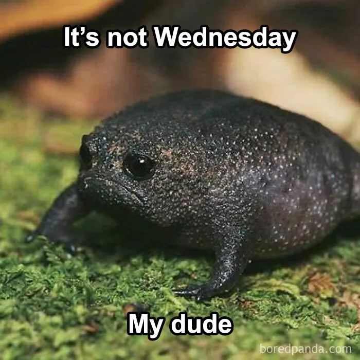 “It’s Wednesday, My Dude”
