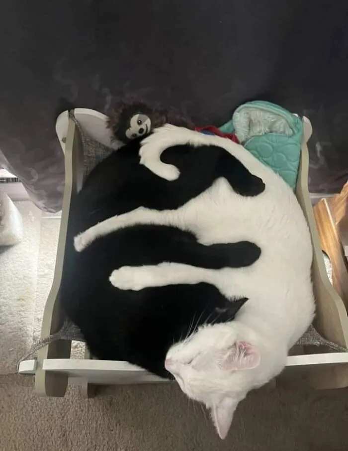26 Fotos de gatos adorables para animarte si llevas un mal día