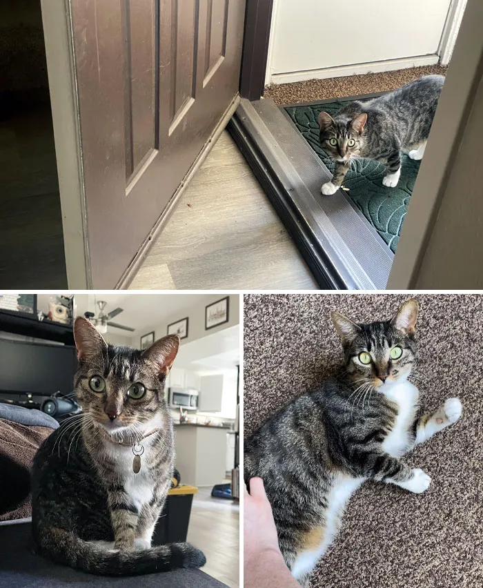 This Isn’t My Cat, But She Comes By For Pats, Cat Yogurt, And Laser Pointers. She’s Very Skittish, And It Took Months For Her To Warm Up To Me