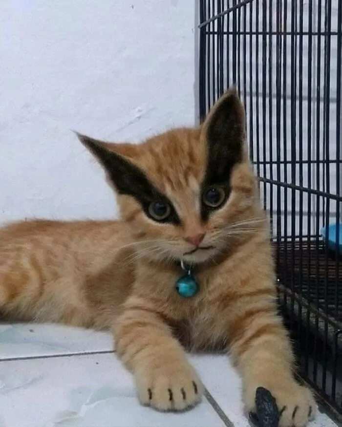 50 Magical Photos That Prove Cats Are Truly A Blessing, As Shared On This Instagram Page