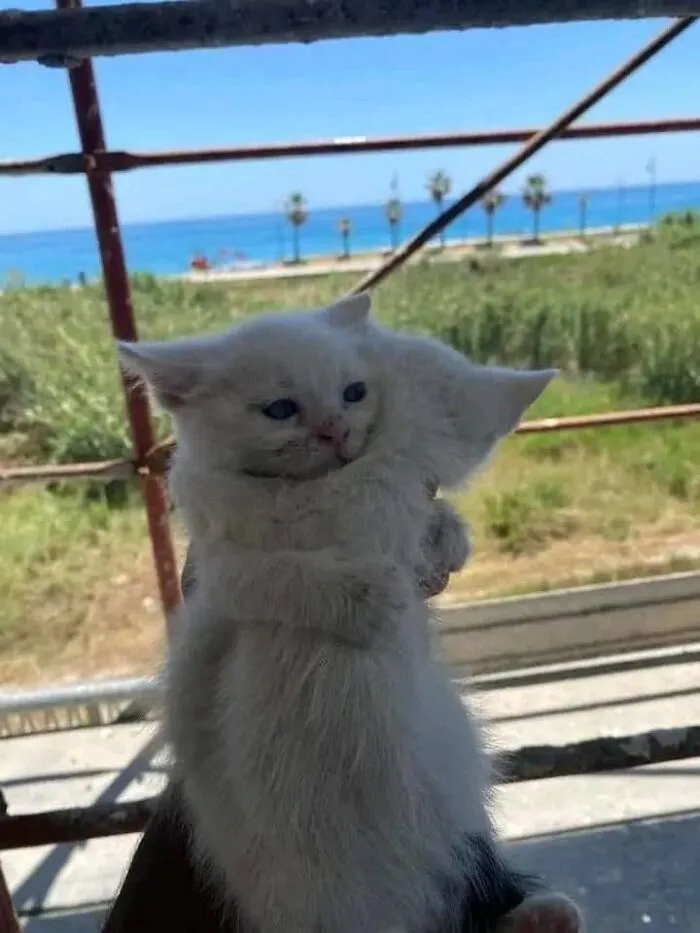 26 Fotos de gatos adorables para animarte si llevas un mal día