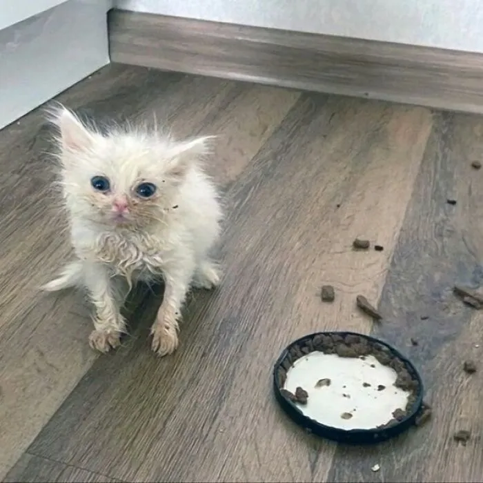 50 Magical Photos That Prove Cats Are Truly A Blessing, As Shared On This Instagram Page