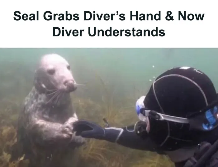 ‘Animals With Vibing Auras’: 50 Hilarious Pics Of Creatures Doing Random Things