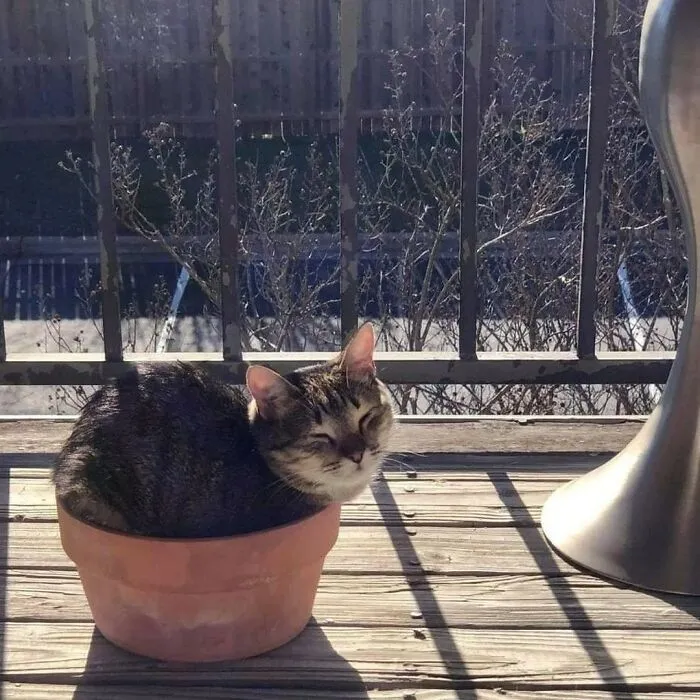 50 Magical Photos That Prove Cats Are Truly A Blessing, As Shared On This Instagram Page