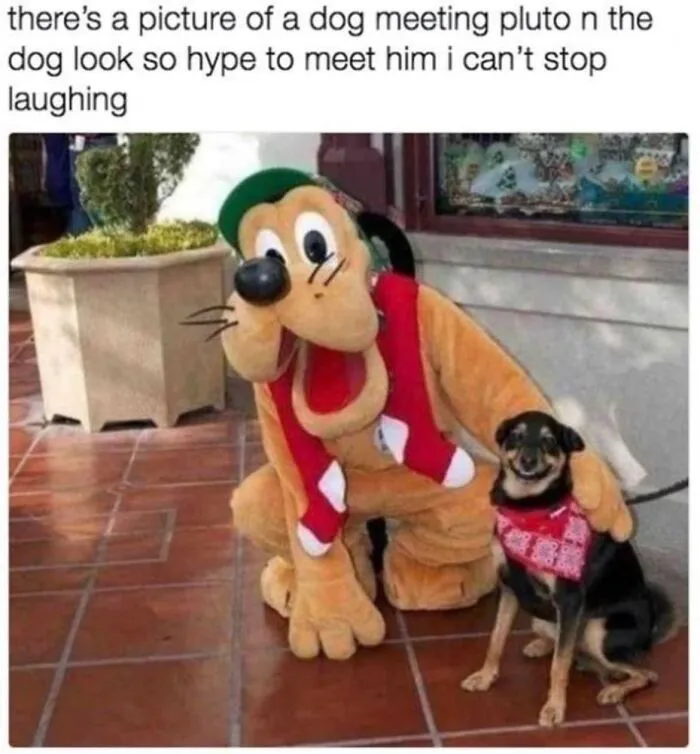 50 Soul-Healing Dog Memes That Are Cute And Funny At The Same Time