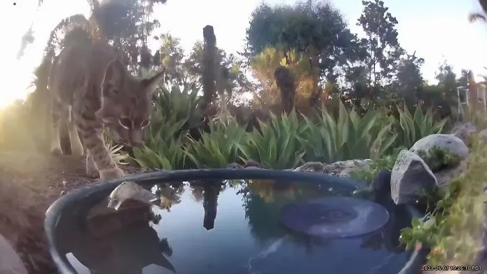 Esta mujer puso una fuente de agua con una cámara en su jardín, y aquí tienes 24 nuevas fotos de quienes la visitan regularmente