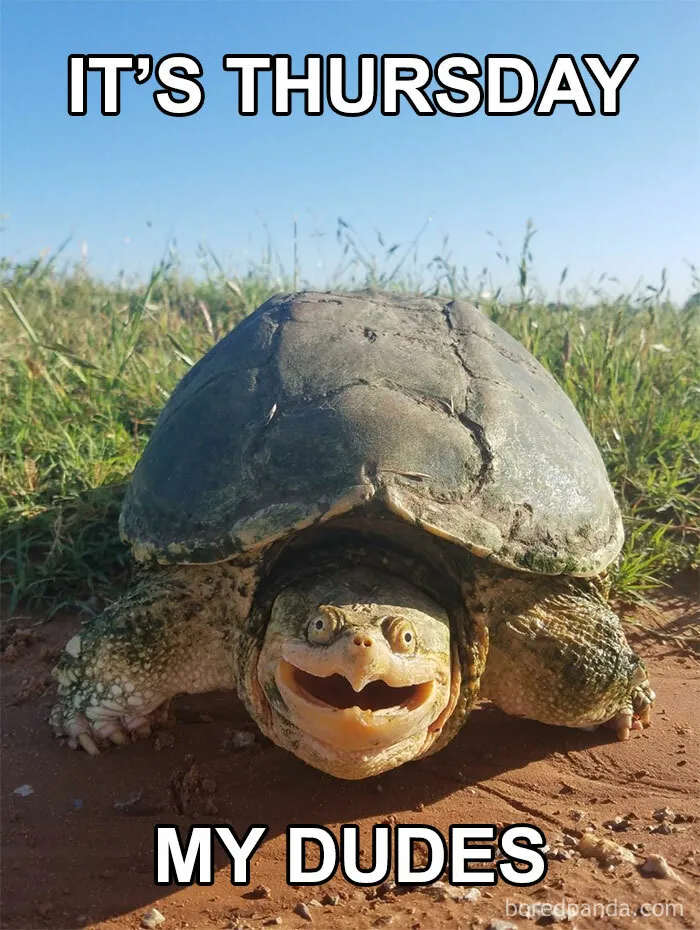Smiling turtle with text: "It's Thursday, my dudes," humorously celebrating Thursday memes.