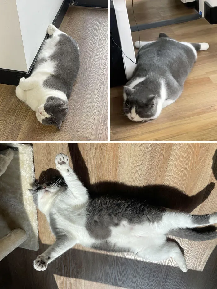 You Might Find It Hard To Believe, But This Cat Is My Colleague. I Work At A Pet Supply Company, And Mr. Cat Is The Exclusive Model For Our Product Promotional Images