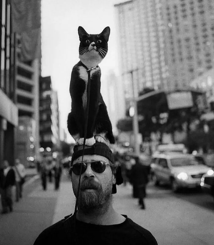 This Account Shared 29 Amusing Street Photos Featuring Cats