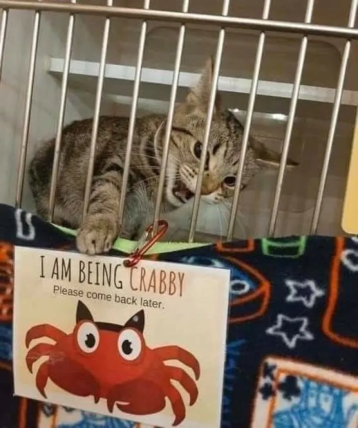 ‘Animals With Vibing Auras’: 50 Hilarious Pics Of Creatures Doing Random Things