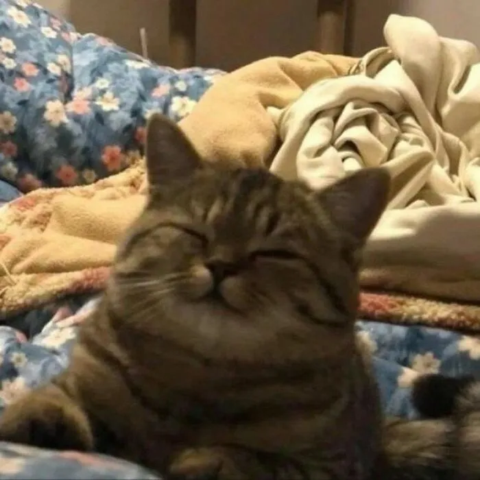 50 Magical Photos That Prove Cats Are Truly A Blessing, As Shared On This Instagram Page