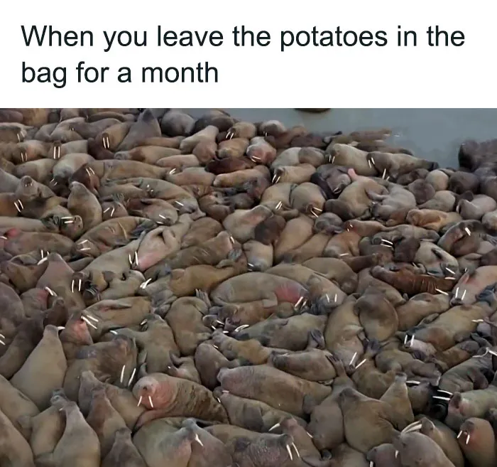50 Hilarious Memes To Brighten Up Your Day