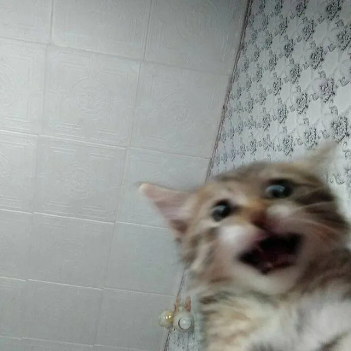 50 Magical Photos That Prove Cats Are Truly A Blessing, As Shared On This Instagram Page