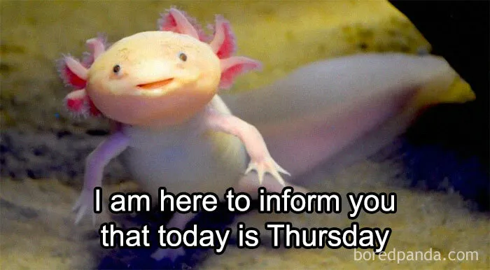 Cute axolotl with text: "I am here to inform you that today is Thursday," relating to Thursday memes.