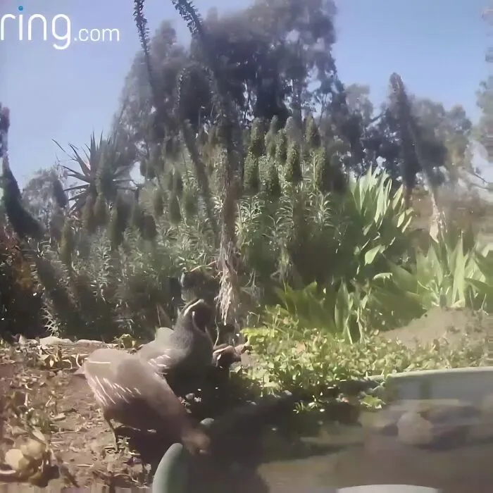 Esta mujer puso una fuente de agua con una cámara en su jardín, y aquí tienes 24 nuevas fotos de quienes la visitan regularmente