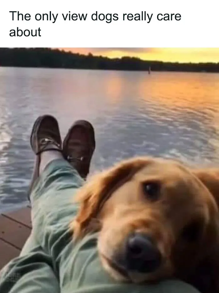 50 Soul-Healing Dog Memes That Are Cute And Funny At The Same Time