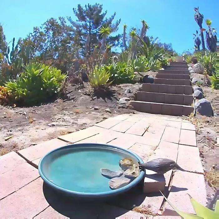 Esta mujer puso una fuente de agua con una cámara en su jardín, y aquí tienes 24 nuevas fotos de quienes la visitan regularmente