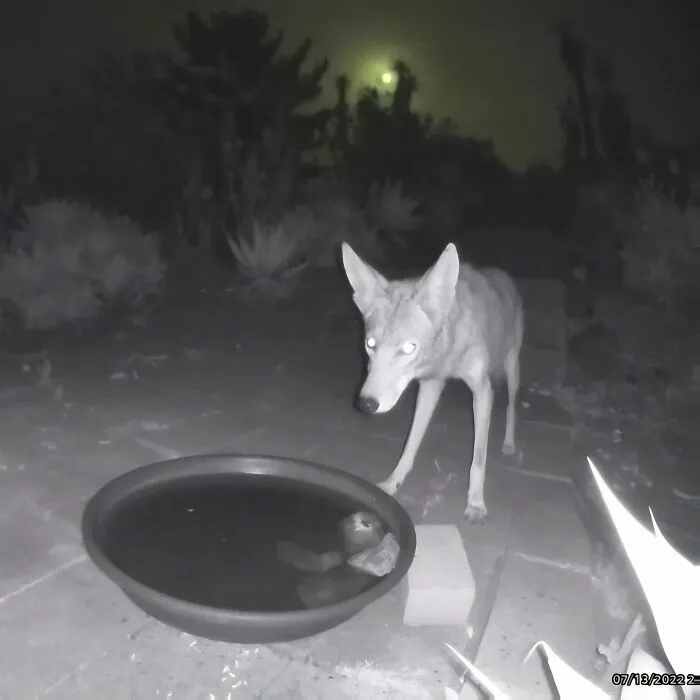 Esta mujer puso una fuente de agua con una cámara en su jardín, y aquí tienes 24 nuevas fotos de quienes la visitan regularmente