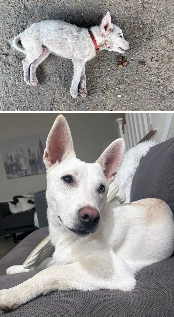 I Found Him Badly Attacked And Injured, Left To Die. A Few Months Later, He’s Doing Great In His Forever Home