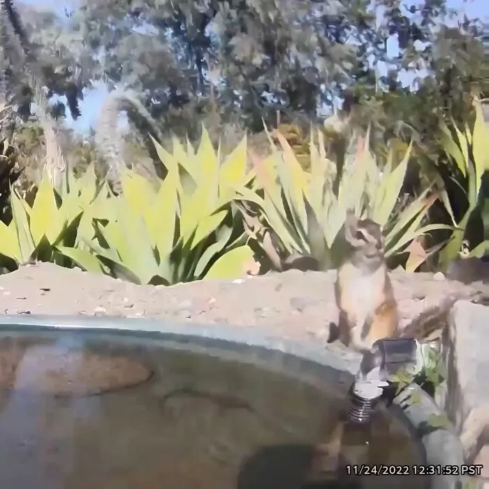 Esta mujer puso una fuente de agua con una cámara en su jardín, y aquí tienes 24 nuevas fotos de quienes la visitan regularmente
