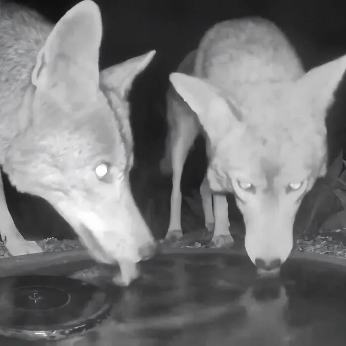 Esta mujer puso una fuente de agua con una cámara en su jardín, y aquí tienes 24 nuevas fotos de quienes la visitan regularmente