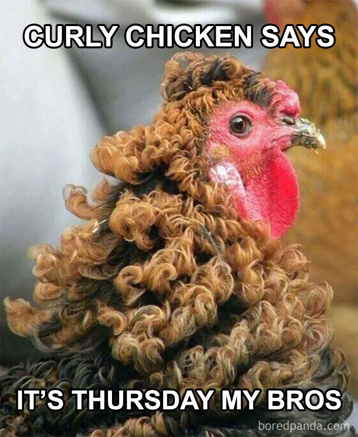 Curly chicken meme expressing excitement for Thursday and the weekend.