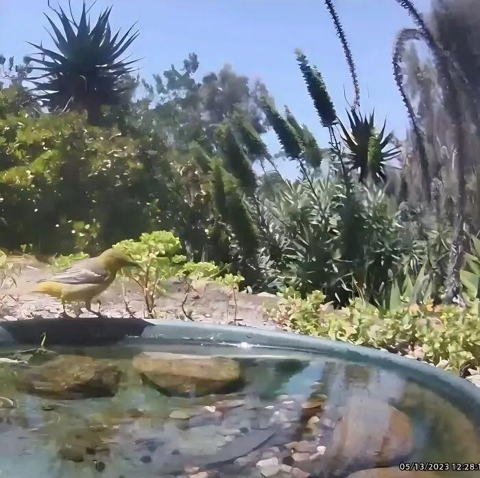 Esta mujer puso una fuente de agua con una cámara en su jardín, y aquí tienes 24 nuevas fotos de quienes la visitan regularmente