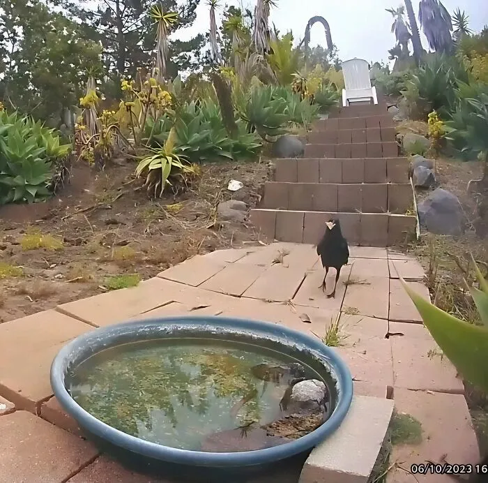Esta mujer puso una fuente de agua con una cámara en su jardín, y aquí tienes 24 nuevas fotos de quienes la visitan regularmente
