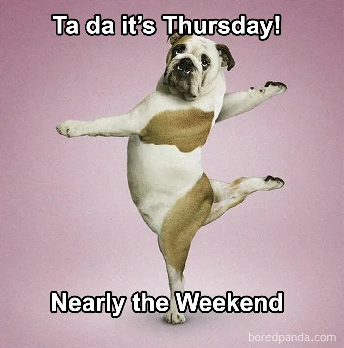 Bulldog posing humorously, celebrating Thursday and the upcoming weekend, conveying excitement and fun.