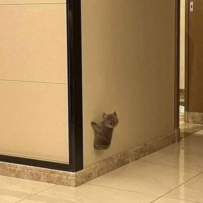 50 Magical Photos That Prove Cats Are Truly A Blessing, As Shared On This Instagram Page