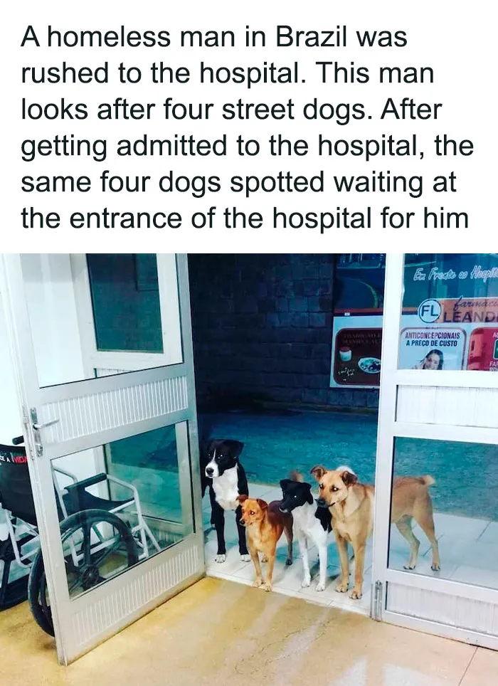 50 Soul-Healing Dog Memes That Are Cute And Funny At The Same Time
