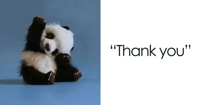 40 Thank You Memes That Are Too Funny Not To Share
