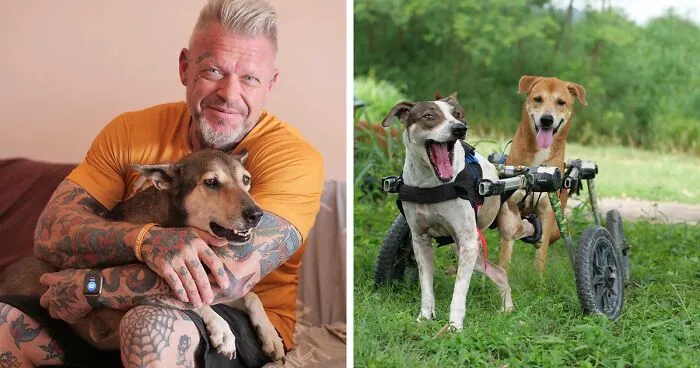 This Chef Found His True Calling Rescuing Stray Dogs In Thailand