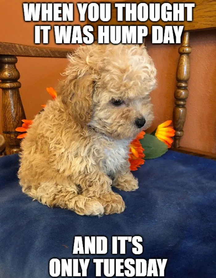 Cute fluffy puppy looking sad, with text about it being only Tuesday. Happy Tuesday memes.