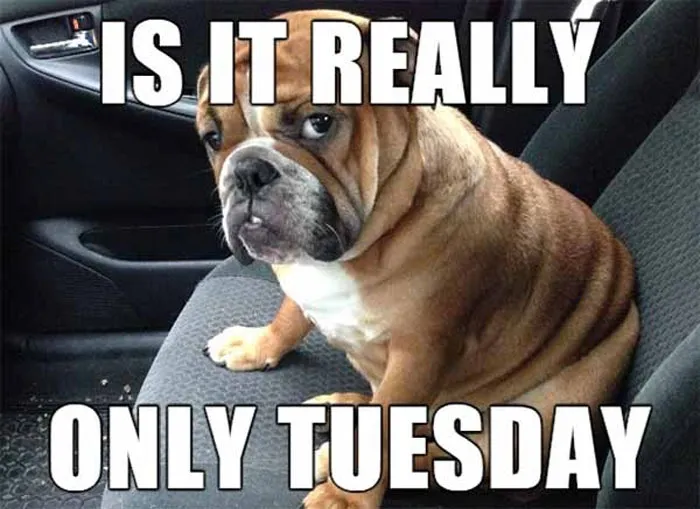 Bulldog sitting in a car seat looking sad with text "Is it really only Tuesday" as a funny meme.