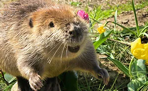 Tulip The Rescued Beaver Finds Love And Purpose As A Big Sister To A Tiny Beaver Petunia