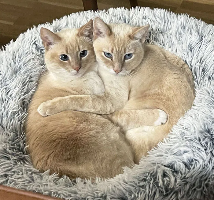 My Girlfriend's Twin Cats
