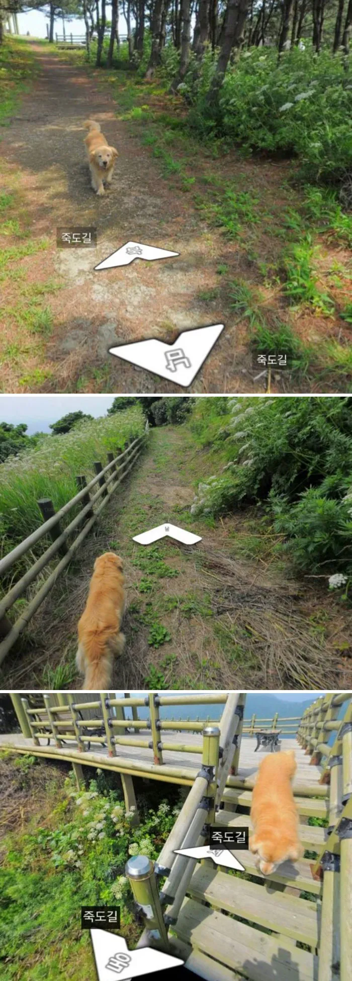 Friendly Dog Follows Google Maps Snapper And Shows Up In Every Street View Shot