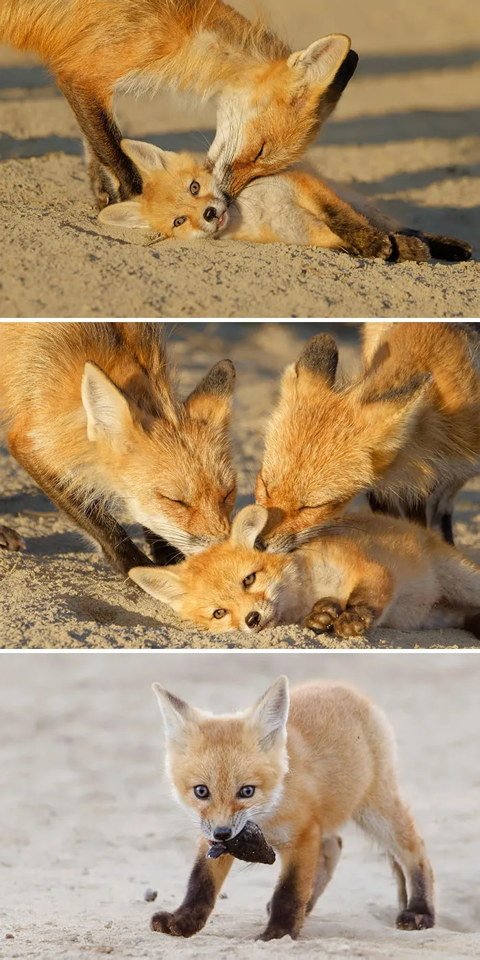 A Fox Kit I Photographed