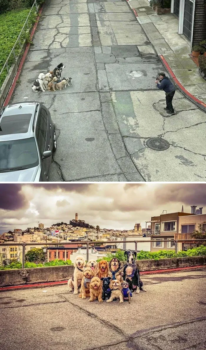 View Of Dogs Getting Their Picture Taken Mid-Walk And The POV Of Their Dog Walker
