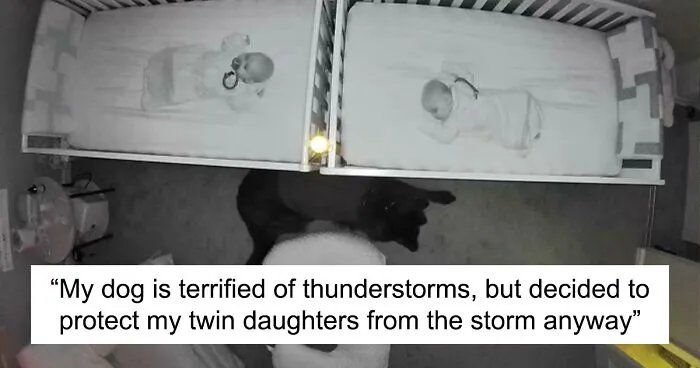 50 Times Animals Were Being So Cute, People Just Had To Snap A Pic (New Pics)