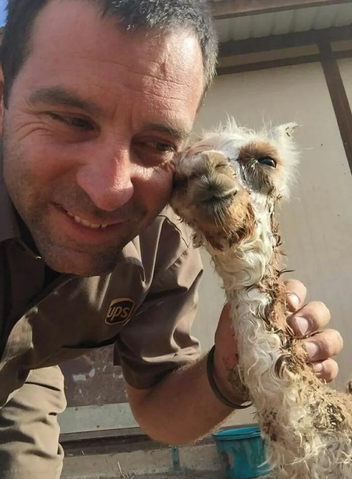 Ben Happened To Be Present Moments After A Baby Alpaca Was Born.  Valley Center California